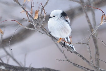 真駒内公園。1月のシマエナガ