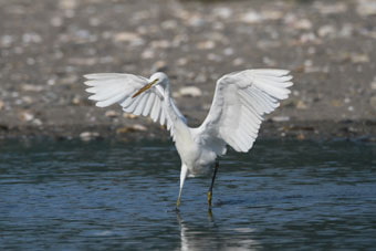 カラシラサギ