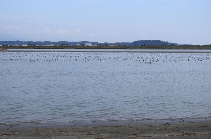 一ツ瀬川河口