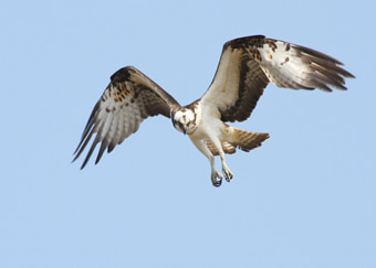 ミサゴはよく見られる鳥の一つです