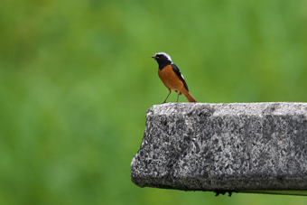 大山で繁殖しているジョウビタキ