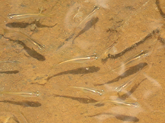 保全地に生息するミナミメダカ（絶滅危惧Ⅱ類）