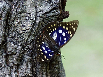 全地に生息するオオムラサキ（準絶滅危惧）