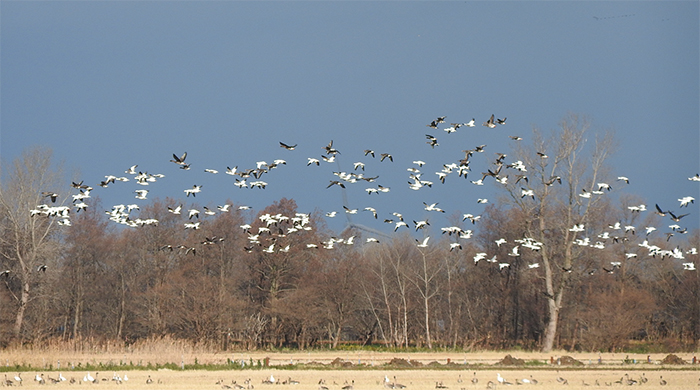 ハクガンの群れ