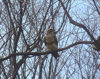 お気に入りの枝にとまるノスリ