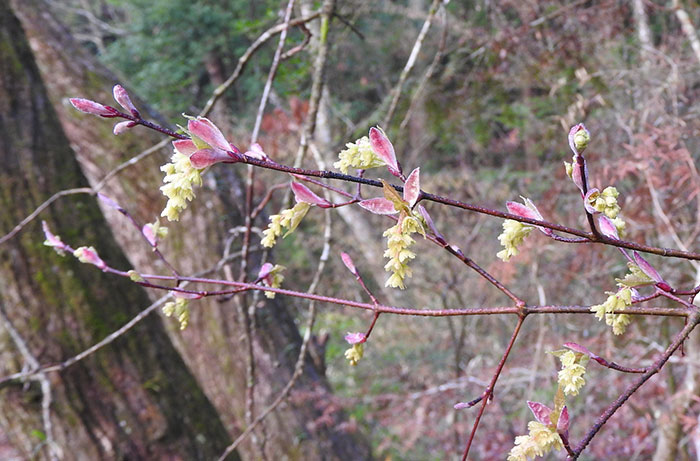 ウリカエデの花