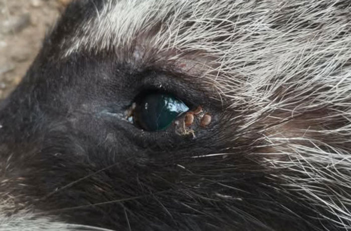 アライグマの目元に複数のマダニがついている。