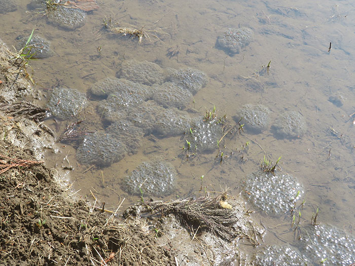 湿地に産み込まれたニホンアカガエルの卵塊