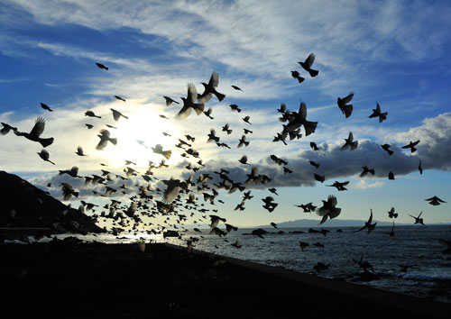 日本野鳥の会 鳥のいる日本の風景