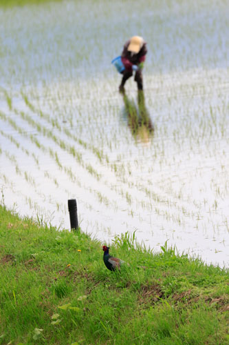 鳥のいる日本の風景写真