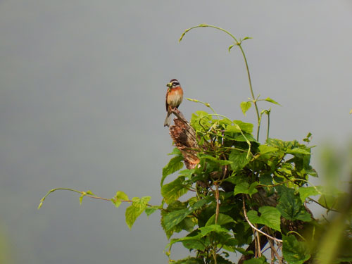 鳥のいる日本の風景写真