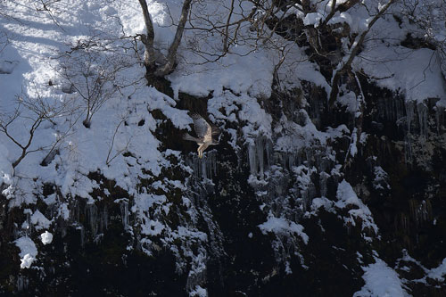 鳥のいる日本の風景写真