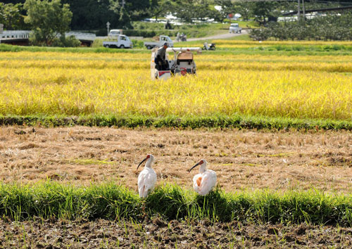 鳥のいる日本の風景写真