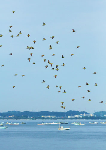 鳥のいる日本の風景写真