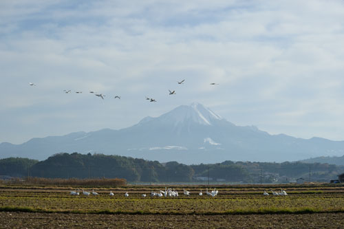 鳥のいる日本の風景写真