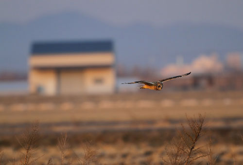 鳥のいる日本の風景写真