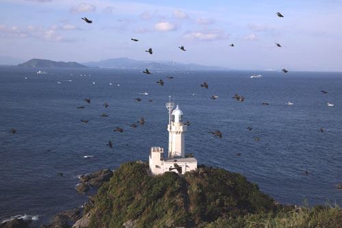 鳥のいる日本の風景写真
