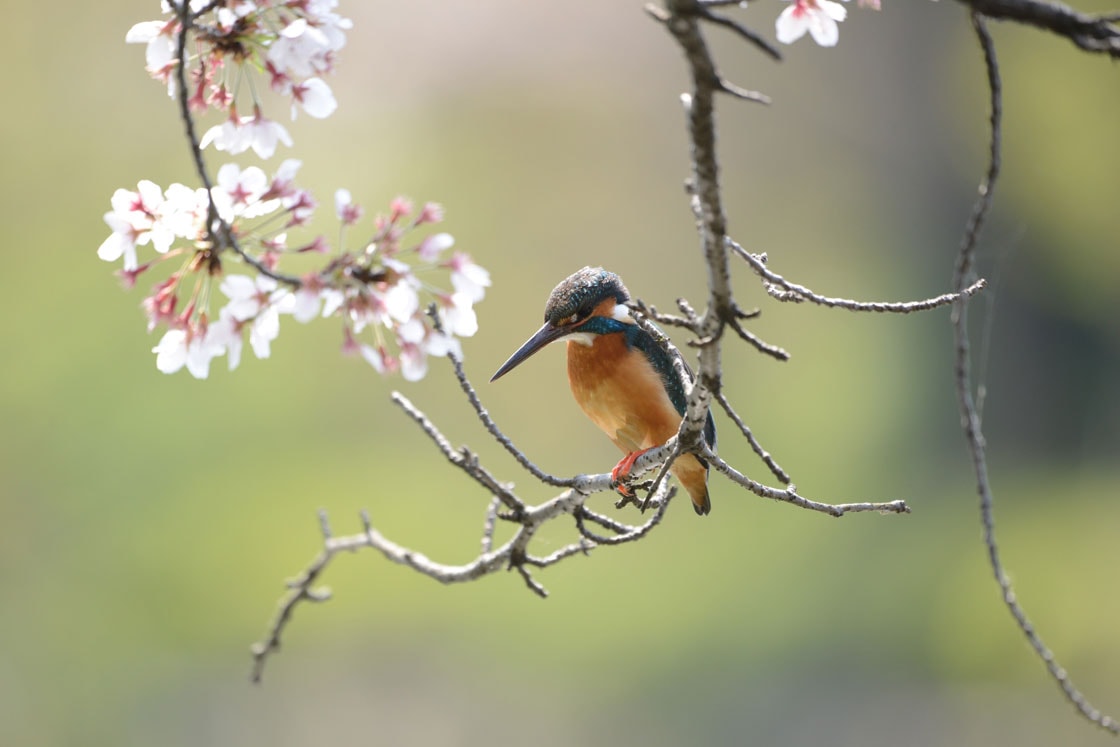 カワセミ