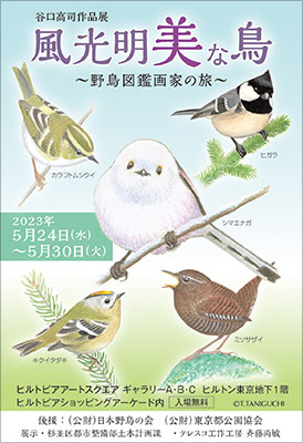 みる野鳥記11 キビタキのなかまたち　あすなろ書房 谷口高司　日本野鳥の会　リサイクル資料　除籍本