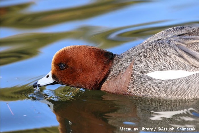 日本野鳥の会 : キャンペーン「バードウォッチングウィーク！身近な