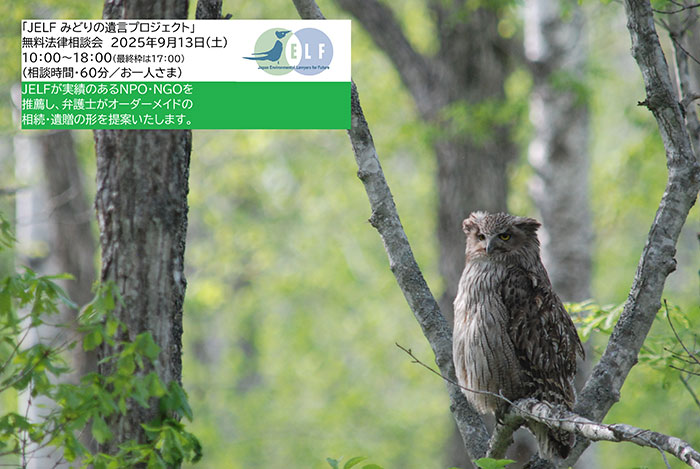 シマフクロウの写真