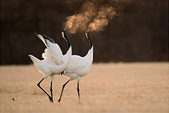 日本野鳥の会 - JAL×日本野鳥の会の体験プログラム“タンチョウと歩む