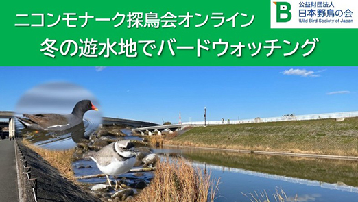 冬の遊水地でバードウォッチング