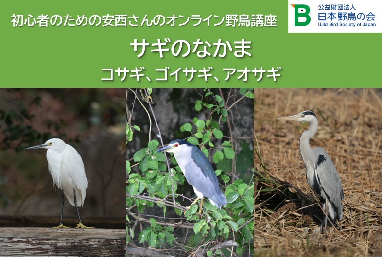 キビタキ、オオルリ、センダイムシクイ