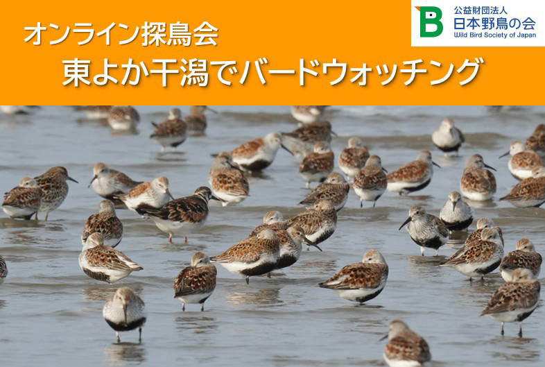 東よか干潟でバードウォッチング