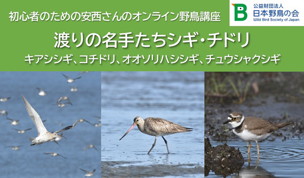 キアシシギ、オオソリハシシギ、チュウシャクシギ、コチドリ