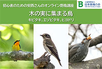 トビ、ハチクマ、サシバ