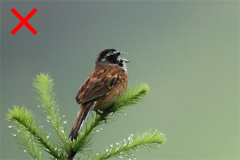 日本野鳥の会 : 日本野鳥の会「ワイルドバード・カレンダー2024」写真 