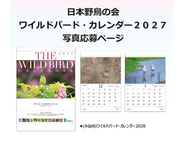 ワイルドバードカレンダーイメージ