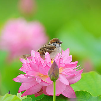 7月：スズメ