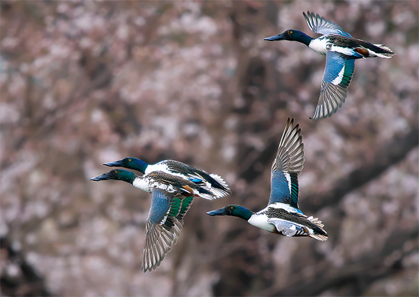 3月：ハシビロガモ