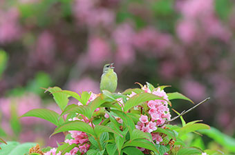 5月：ノジコ