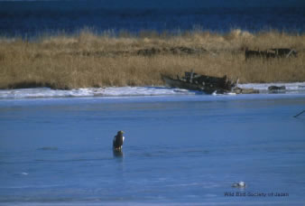 ���X�����΂ŋx�ރI�I���V�̎ʐ^