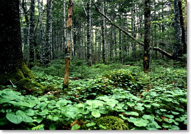 �t���Ђ̌i��