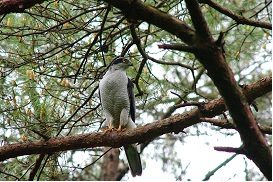 �V���|�W�E���u�I�I�^�J�@�|�󏭎�����̉ۑ�|�v