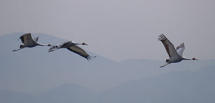 �}�i�d���̎ʐ^