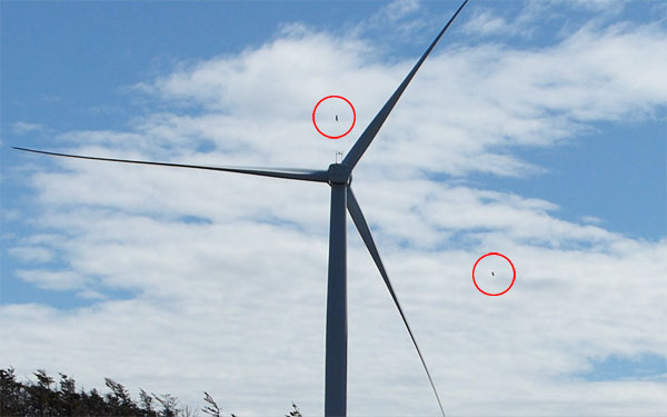 風車のまわりを2羽のオジロワシが飛ぶようす