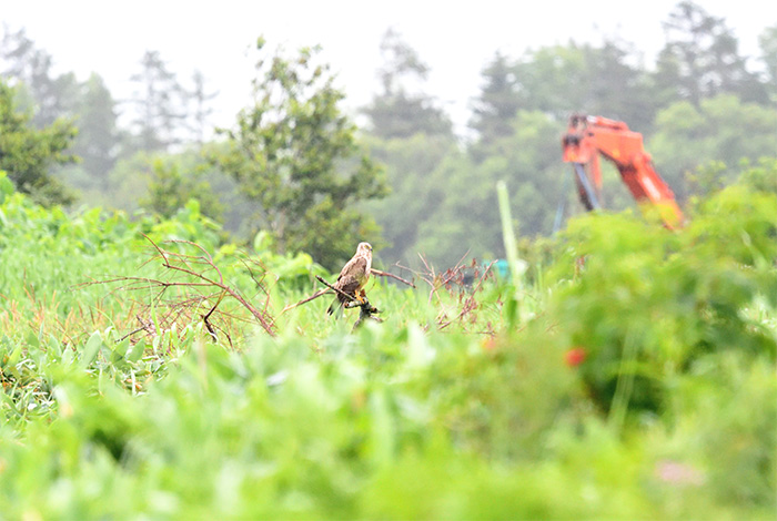 工事中箇所の近くにとまるチュウヒ（撮影：長谷部 真）