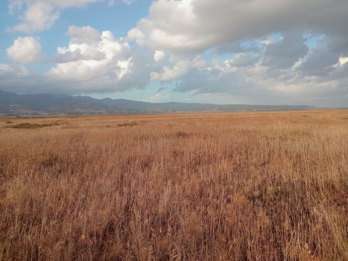 チュウヒの越冬地のひとつ諫早干拓