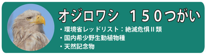 オジロワシ170つがい。環境省レッドリスト：絶滅危惧Ⅱ類・国内希少野生動植物種