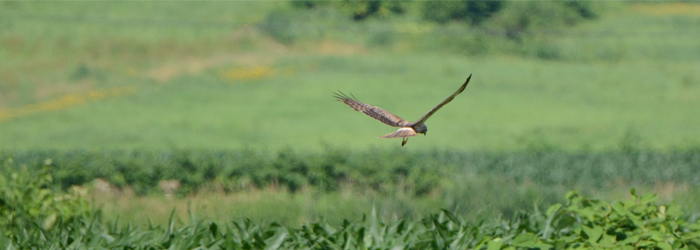 チュウヒの保全に向けた調査