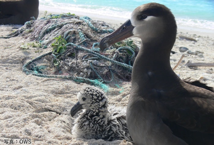 海洋プラスチックごみから海鳥を守ろう