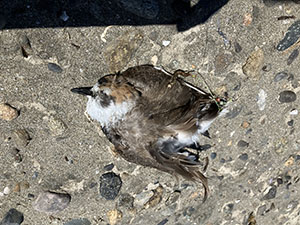 事例65. 釣り針を飲み込んでいたシロチドリの死体（1）