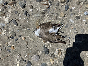 事例65. 釣り針を飲み込んでいたシロチドリの死体（2）