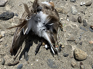 事例65.釣り針を飲み込んでいたシロチドリの死体（3）