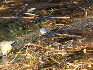 事例2. マイクロプラスチック類をついばむハクセキレイ（1）